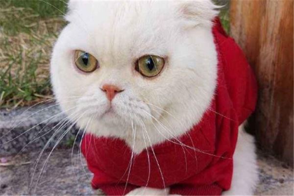 2021抖音粉丝最多的网红：papi酱上榜，它主打佛系风