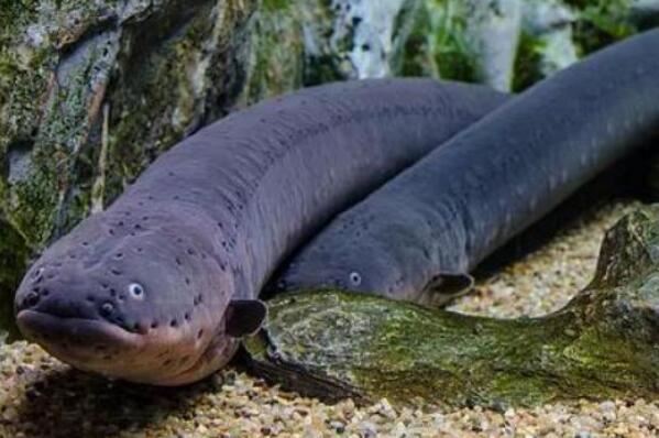 世界十大最凶猛的观赏鱼 电鳗上榜，第六有“魔鬼”的名号