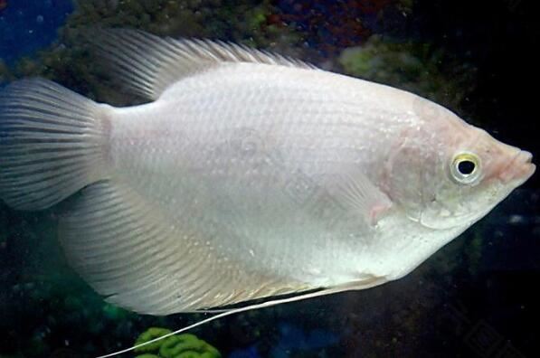 世界十大最凶猛的观赏鱼 电鳗上榜，第六有“魔鬼”的名号