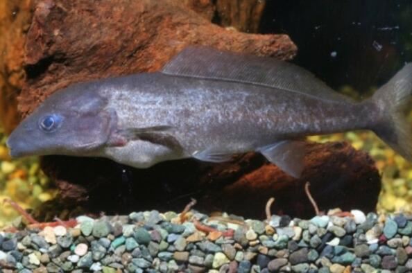 世界十大最凶猛的观赏鱼 电鳗上榜，第六有“魔鬼”的名号