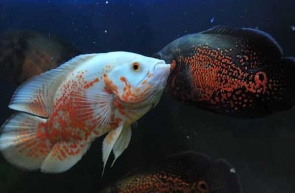 世界十大最凶猛的观赏鱼 电鳗上榜，第六有“魔鬼”的名号