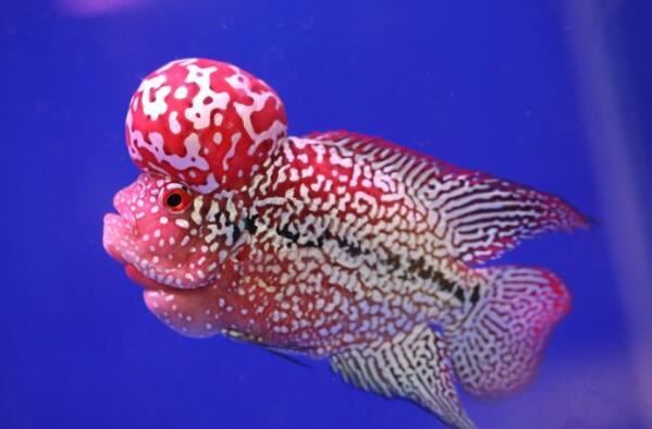 世界十大最凶猛的观赏鱼 电鳗上榜，第六有“魔鬼”的名号