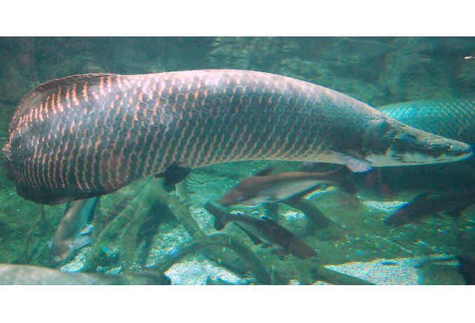 世界十大古老鱼类 这些海底活化石，你认识吗