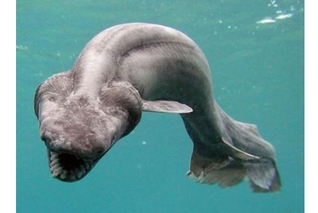 世界十大古老鱼类 这些海底活化石，你认识吗