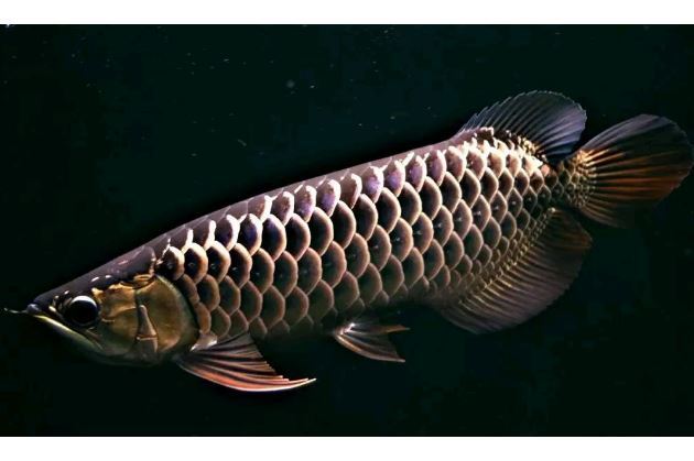 世界十大古老鱼类 这些海底活化石，你认识吗