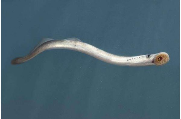 世界十大古老鱼类 这些海底活化石，你认识吗