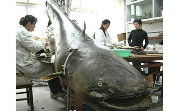 世界最凶猛的十大淡水鱼 第一能咬断人的手指,第五力大无穷