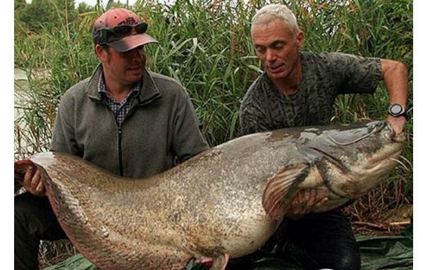 世界最凶猛的十大淡水鱼 第一能咬断人的手指，第五力大无穷