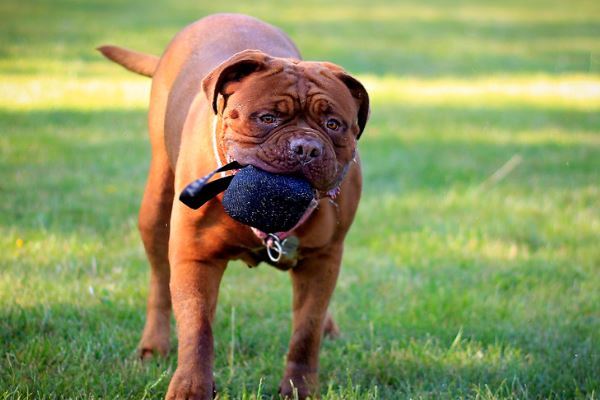 世界十大名犬排行榜 这些狗都很有名价格很高