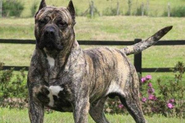 世界十大名犬排行榜 这些狗都很有名价格很高