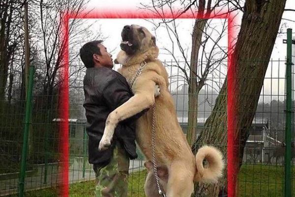 世界十大名犬排行榜 这些狗都很有名价格很高