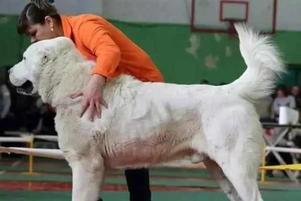 世界十大名犬排行榜 这些狗都很有名价格很高