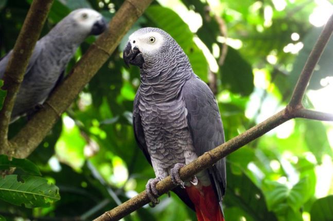 全球十大鹦鹉排行榜 红金刚鹦鹉最受欢迎,每一个颜值都超高