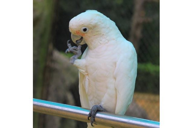 全球十大鹦鹉排行榜 红金刚鹦鹉最受欢迎，每一个颜值都超高