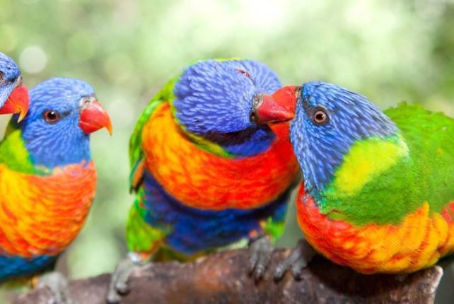 全球十大鹦鹉排行榜 红金刚鹦鹉最受欢迎，每一个颜值都超高
