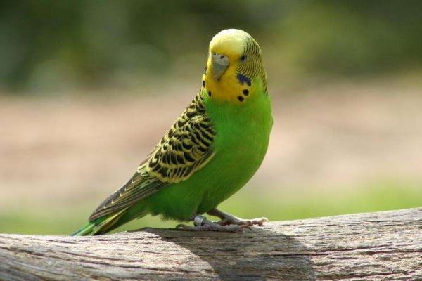 全球十大鹦鹉排行榜 红金刚鹦鹉最受欢迎，每一个颜值都超高