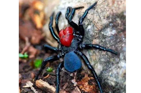 世界十大毒蜘蛛 第四名叫黑寡妇，第一极具攻击性