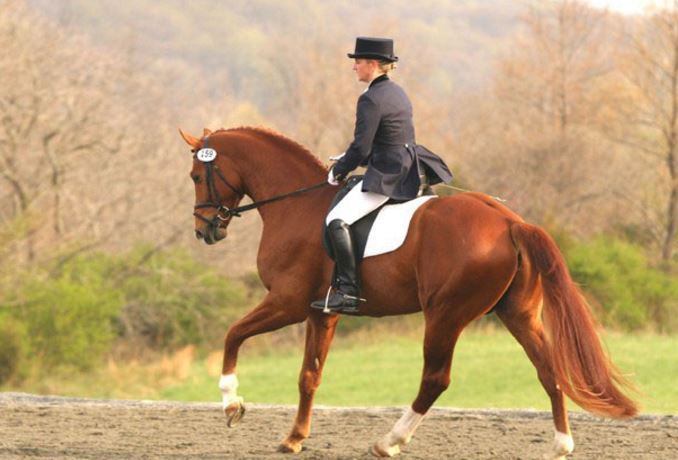 世界十大名马 纯血马位列第一，价值千万美金