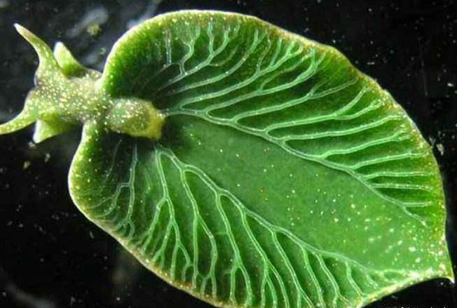 世界十大不可思议的生物 第三名可以永生不死,第二外形怪异