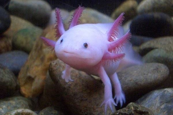 世界十大不可思议的生物 第三名可以永生不死,第二外形怪异