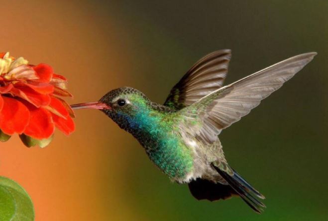 世界十大不可思议的生物 第三名可以永生不死，第二外形怪异