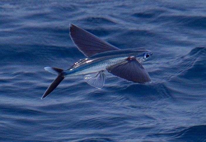 世界十大不可思议的生物 第三名可以永生不死，第二外形怪异