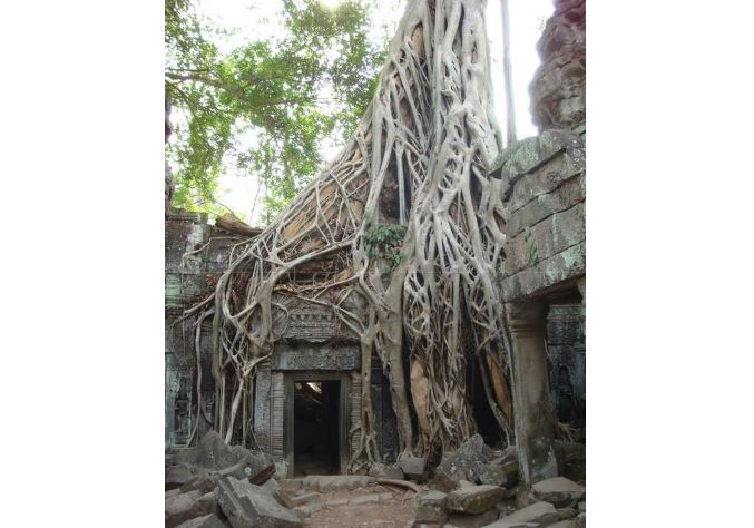 世界十大奇怪的树 不可思议的奇葩植物，你见过吗