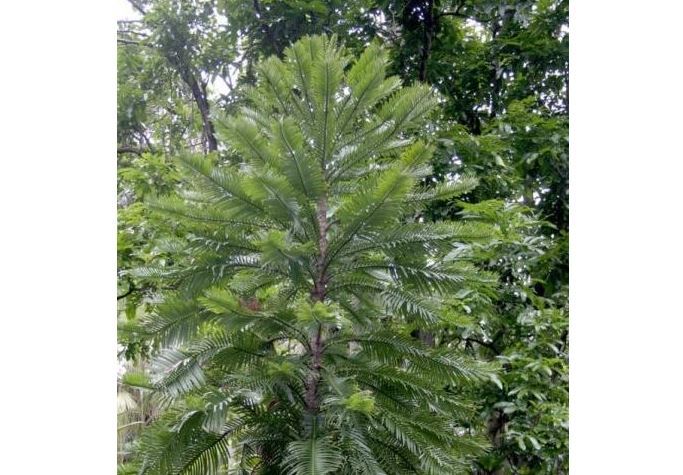 世界十大奇怪的树 不可思议的奇葩植物，你见过吗