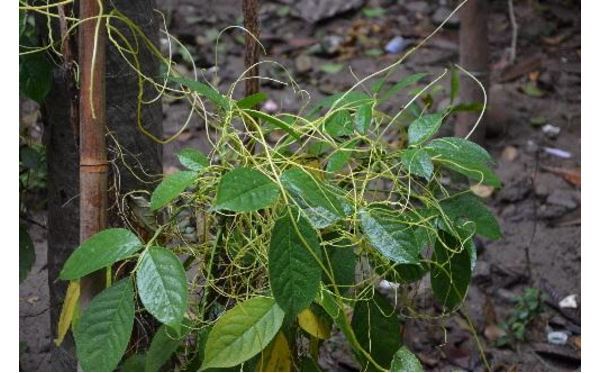 世界十大奇怪的树 不可思议的奇葩植物，你见过吗