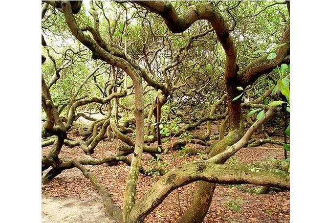 世界十大奇怪的树 不可思议的奇葩植物，你见过吗
