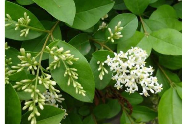 世界十大奇怪的树 不可思议的奇葩植物，你见过吗