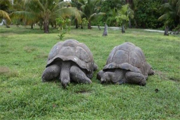 世界最大的十大乌龟 黑海龟数量在减少，榜首基本无争议
