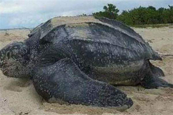 世界最大的十大乌龟 黑海龟数量在减少，榜首基本无争议
