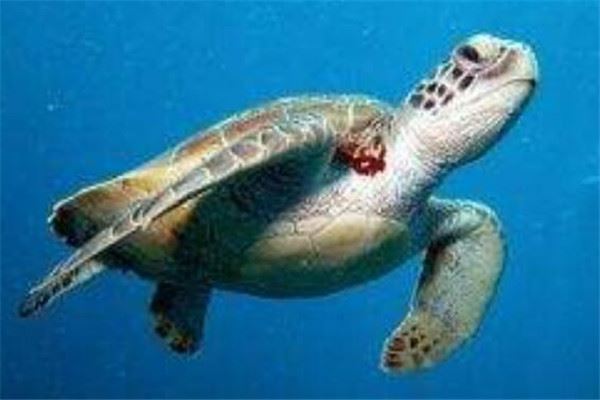 世界最大的十大乌龟 黑海龟数量在减少，榜首基本无争议