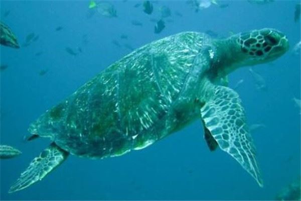 世界最大的十大乌龟 黑海龟数量在减少，榜首基本无争议