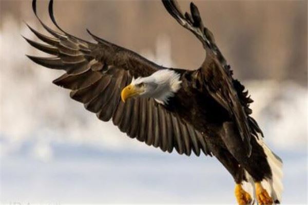 世界十大最凶猛动物 河马一口能咬死鳄鱼，猎人最怕巨型野猪