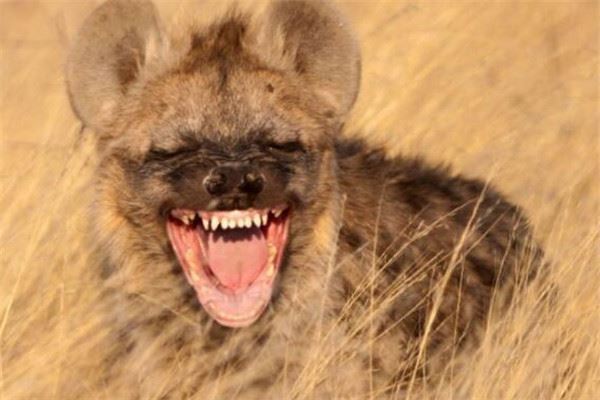 世界十大最凶猛动物 河马一口能咬死鳄鱼，猎人最怕巨型野猪