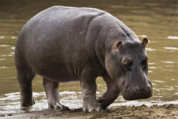 世界十大最凶猛动物 河马一口能咬死鳄鱼，猎人最怕巨型野猪