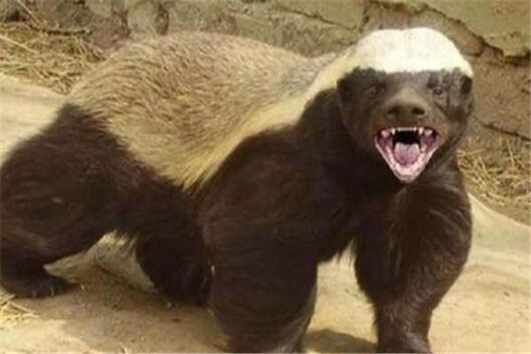 世界十大最凶猛动物 河马一口能咬死鳄鱼，猎人最怕巨型野猪