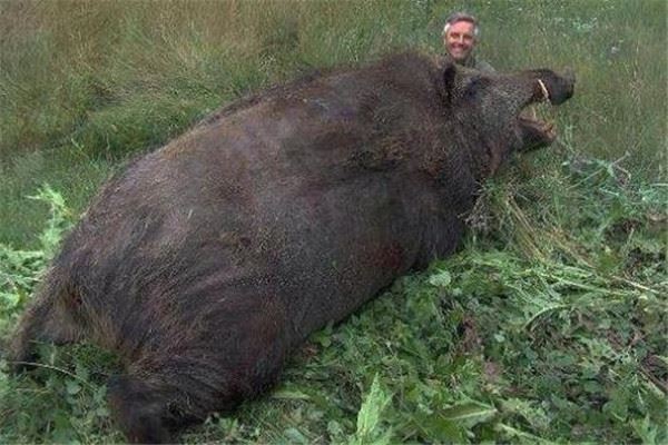 世界十大最凶猛动物 河马一口能咬死鳄鱼，猎人最怕巨型野猪