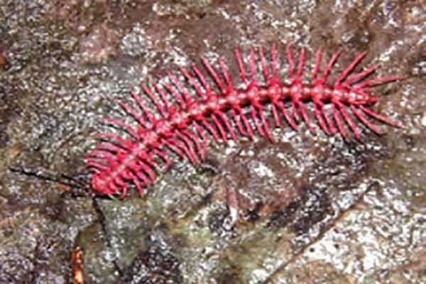 世界上最稀奇的十种生物：梦海鼠上榜 海洋里奇特的生物最多