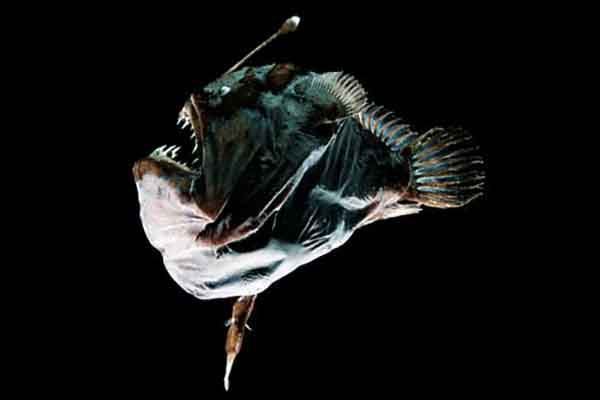 世界上最稀奇的十种生物：梦海鼠上榜 海洋里奇特的生物最多