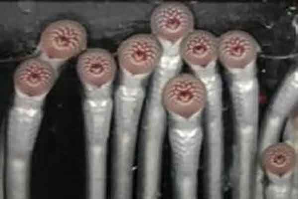 世界上最稀奇的十种生物：梦海鼠上榜 海洋里奇特的生物最多