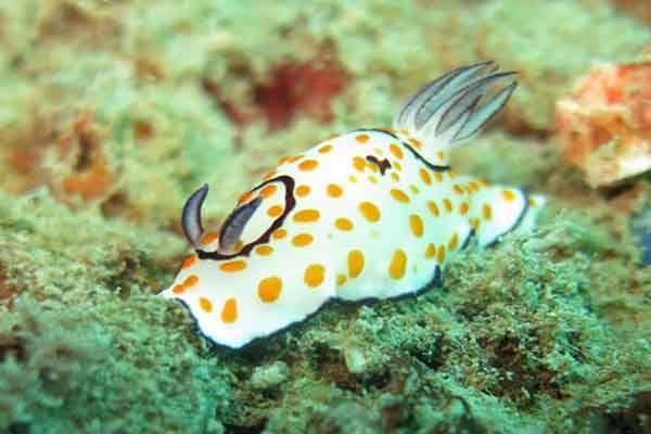 世界上最稀奇的十种生物:梦海鼠上榜 海洋里奇特的生物最多