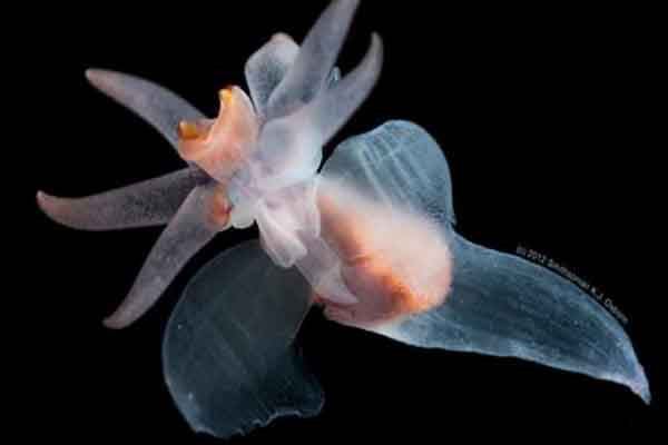 世界上最稀奇的十种生物：梦海鼠上榜 海洋里奇特的生物最多