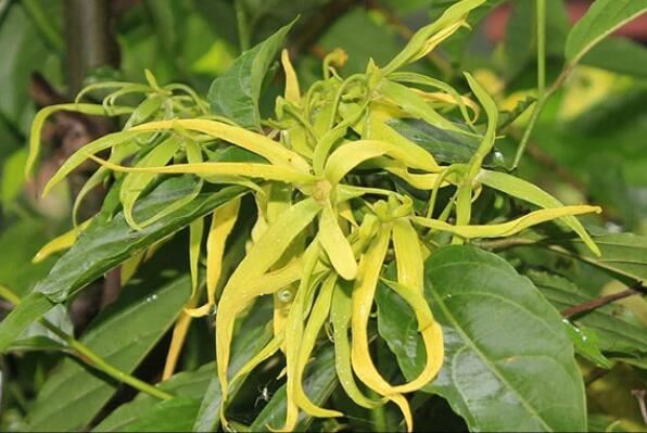 世界十大最香的植物排名 迷迭香上榜,第一是风信子