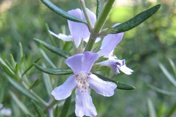 世界十大最香的植物排名 迷迭香上榜,第一是风信子