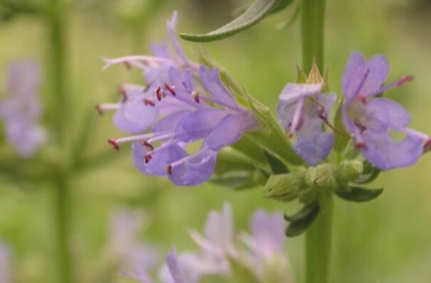 世界十大最香的植物排名 迷迭香上榜,第一是风信子
