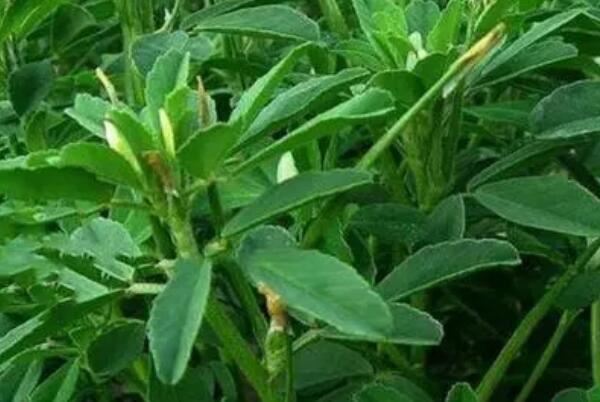 世界十大最香的植物排名 迷迭香上榜,第一是风信子