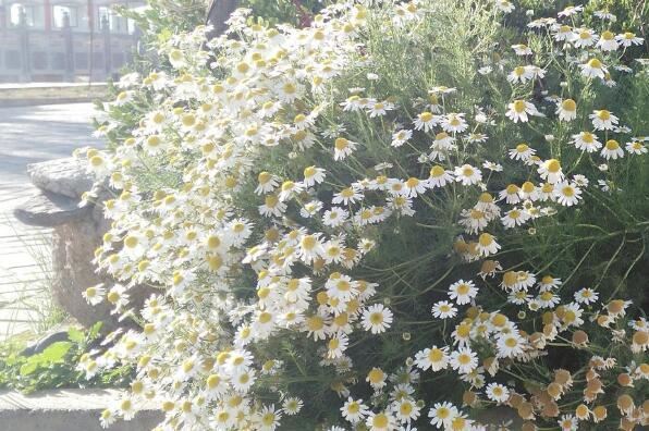 世界十大最香的植物排名 迷迭香上榜,第一是风信子
